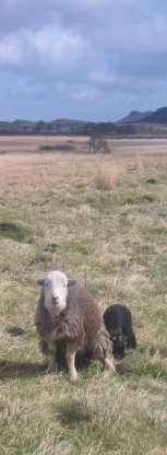 Herdwick ewe