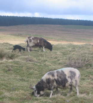 Jacob ewes