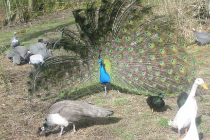 Peacock displaying