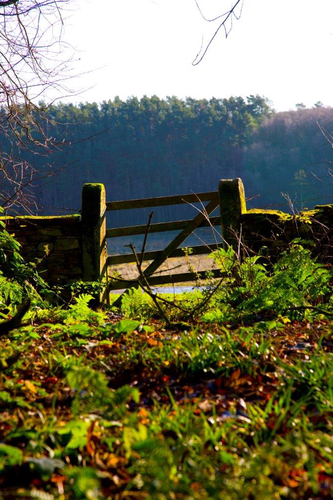 Woodland gate