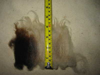 Jacob wool detail