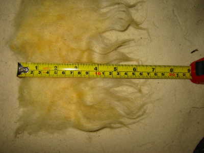 Mule wool detail