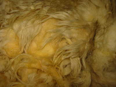 Mule wool
